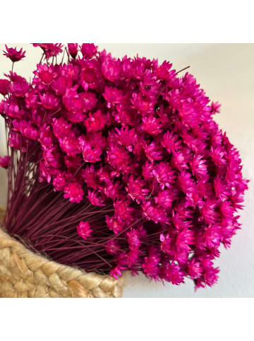 Trockenblumen Glixia Bund in Magenta - 50 cm