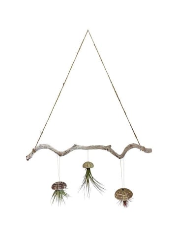 Liane weiß 60cm mit Seeigelgehäuse und Tillandsien