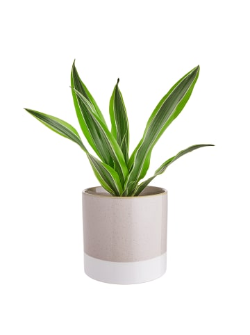 Butlers Blumentopf EARLY SPRING 4er-Set in Grau