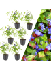 NatureNest 6 Bleikrautpflanzen  Ceratostigma plumbaginoides 