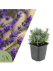 NatureNest Lavendel Hidcote Set 3 Lavandula angustifolia