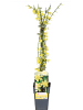 MeinVIPShop Winterjasmin 65cm XXL Jasminum gelb