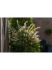 GARDENZO 2er-Set: XXL Salix Hakuro Nishiki in Rosa