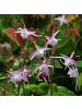 NatureNest 3er: Set Epimedium rubrum Pflanzen in Rot