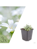NatureNest 3er: Set Cerastium tomentosum Pflanzen in Weiß