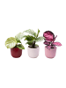 MeinVIPShop 3 x Calathea Mix mit Übertöpfen