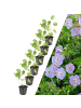NatureNest 6 Storchschnabelpflanzen  Geranium 'Rozanne'  