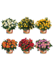 MeinVIPShop 6 x Wandelröschen Lantana camara Havana gemischt