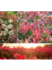GARDENZO 6er-Set: Photinia fras. 'Red Robin' Glanz Mispel in Bunt