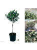 GARDENZO 2er-Set: Olivenbäume XL