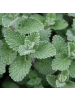 NatureNest 3er: Set Calamintha nepeta Pflanzen in Weiß