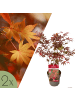 NatureNest 2er: Set Acer palmatum Atropurpureum Ahornpflanze in Rot