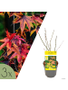 NatureNest 3er: Set Acer palmatum Orange Dream Ahornpflanze in Gelb Topf 10,5 cm Höhe 20 cm