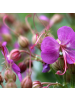 NatureNest 3er-Set: Geranium Bevans Variety Staude winterhart in Violett
