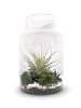 exotic living Flaschengarten 30cm XXL mit Tillandsia Oxana