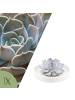 NatureNest Echeveria Lilacina kompakte Sukkulente weißer Topf