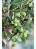 GARDENZO Olivenbäume winterhart auf Stamm mittel