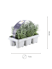 NatureNest 48er: Set Lavandula angustifolia Lavendelpflanzen in Blau
