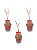 NatureNest 3er: Set Acer palmatum Atropurpureum Ahornpflanze in Rot Topf 10,5 cm Höhe 20 cm