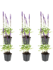 NatureNest 6er: Set Salvia nemorosa Ostfriesland Pflanzen in Lila