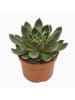 MeinVIPShop Sukulente Echeveria Mira Hybrid 14cm 
