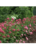 NatureNest Hydrangea arborescens Pink Annabelle Pflanze in Rosa