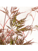 NatureNest 1 Acer palmatum Garnet Ahornpflanze in Rot Topf 19 cm Höhe 50 cm