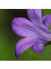 NatureNest 3er-Set: Campanula poscharskyana Bodendecker in Blau