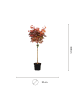NatureNest Ahorn platanoides Crimson Sentry Ahornbaum in Rot