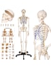 tectake Alfred Anatomie-Skelettmodell - Lebensgroß & detailgetreu