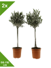 GARDENZO 2er-Set: Olivenbäume XL 90-110cm