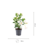 NatureNest Mandevilla weiß Set 3 Dipladenia für Terrasse