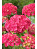 OH2 3-er: Set Hortensie (Hydrangea macrophylla) in Rot