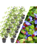 NatureNest 12 Bleikrautpflanzen  Ceratostigma plumbaginoides  
