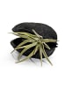 exotic living Exotische Pterygota alata Schale schwarz mit Tillandsia 2er Set