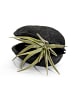 MeinVIPShop Exotische Pterygota alata Schale schwarz mit Tillandsia 2er Set