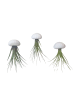 MeinVIPShop 3er Set Seeigelgehäuse Urchin weiß mit Tillandsie Melanocrator