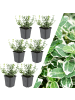 NatureNest 6 Bunte Kardinalspitze pflanzen  Euonymus 'Emerald 'n Gaity' 