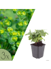 NatureNest 3er-Set: Euphorbia robbiae Staude winterhart in Grün