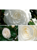 GARDENZO 2er-Set: Kamelienstrauch "Japanische Rose" XL in Weiss
