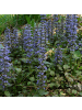 NatureNest 6 Kriechende Zenegrünpflanzen  Ajuga reptans  