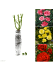 GARDENZO 6er-Set: Rosen Polyantha in Bunt