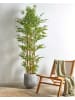 Beliani Kunstpflanze BAMBOO in Grün/Braun - (W) 85 x (H) 220 x (L) 85 cm