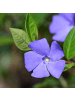 NatureNest Purpurrotes Immergrün Set 6 Vinca minor Atropurpurea