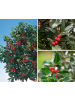 GARDENZO 3er-Set: Ilex meserveae 'Blue Maid'
