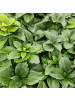 NatureNest 12 Dickmannskraut pflanzen  Pachysandra terminalis 