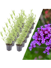 NatureNest 12 Eisenkraut pflanzen  Verbena bonariensis