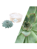NatureNest Echte Sukkulente Grün - cm12-14 cm - hoch5 cm - 1x Echeveria Pulidonis 