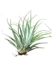 exotic living Kombination aus Tillandsia im Loop auf Sockel