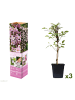 GARDENZO 3er-Set: Pflanzen Clematis montana Mayleen in Rosa